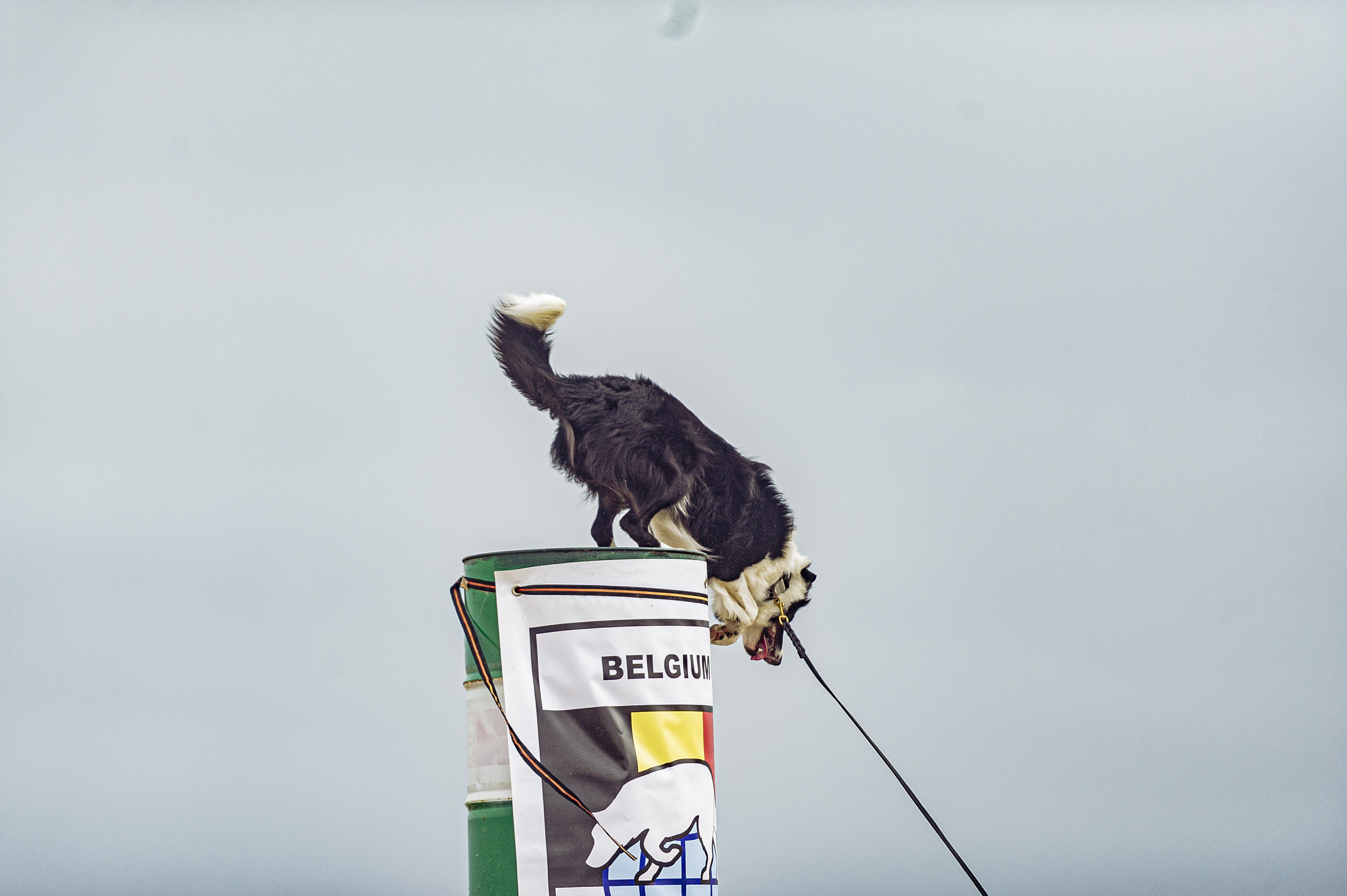 230825 K9 Day Bordignon Vincent 20230000 255.Jpg