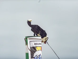 230825 K9 Day Bordignon Vincent 20230000 255.Jpg