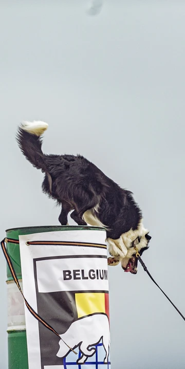 230825 K9 Day Bordignon Vincent 20230000 255.Jpg